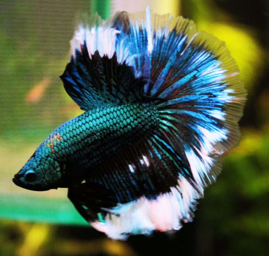 Name:  old_happy__turquoise_dragon_hm_betta_male_by_happybettas-d5hcqxg.jpg
Views: 1409
Size:  194.4 KB