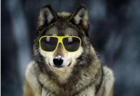 mermaid wolf's Avatar