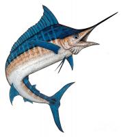 Marlin's Avatar