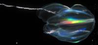 Bioluminescence's Avatar
