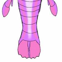 Sheba Metaluna's Avatar